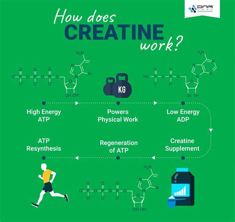 research study on creatine