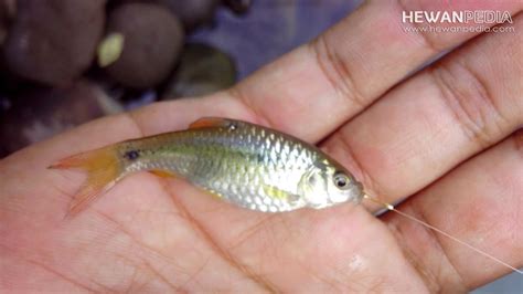 Resep Umpan Mancing Ikan Wader Yang Paling Efektif
