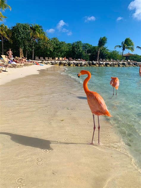 reservations for flamingo beach in aruba