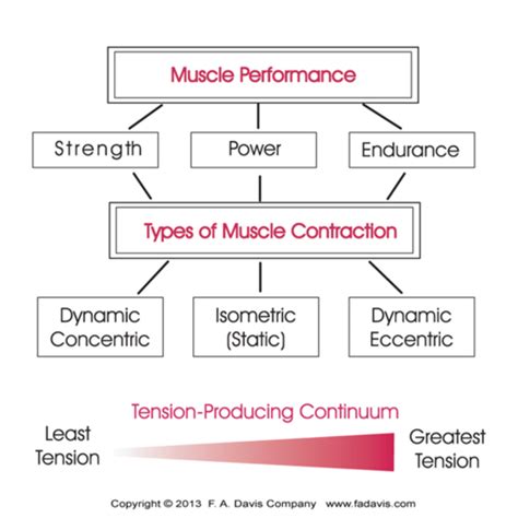 Resistance Exercise Quizlet