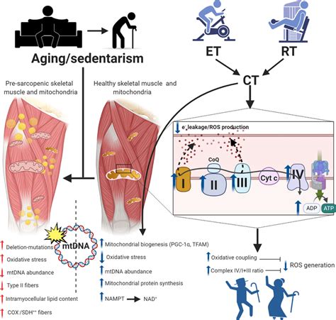 resistance training and sarcopenia