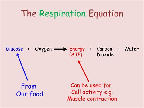 Respiration Equation In Words