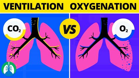 Respiration Vs Ventilation Vs Oxygenation