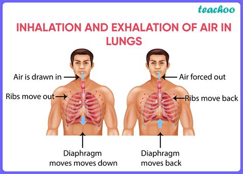 Respiratory Flow Ventilation