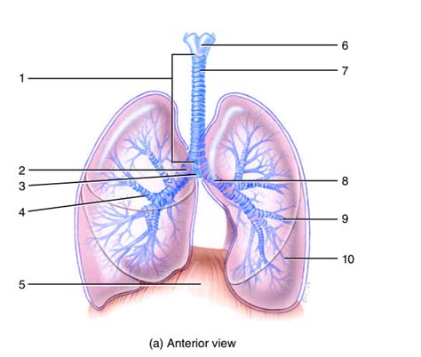 Respiratory Function Quizlet