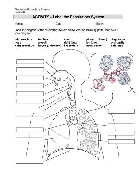 respiratory system coloring worksheet pdf