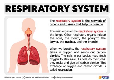 Respiratory System Definitions