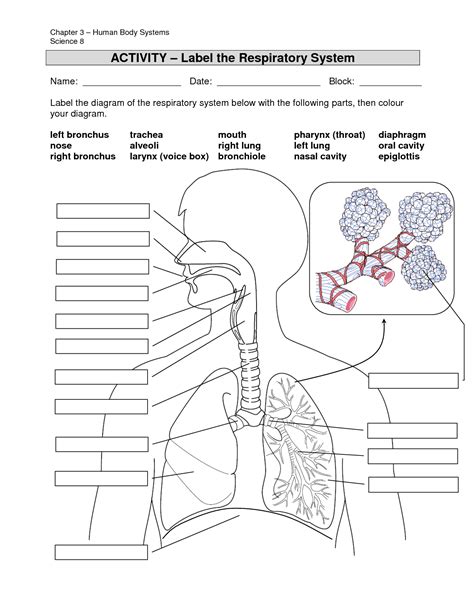 respiratory system diagram worksheet answer key