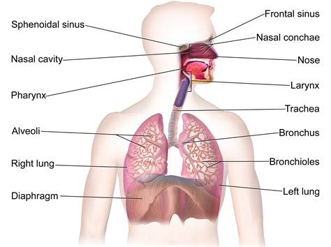 Respiratory System Organs Order
