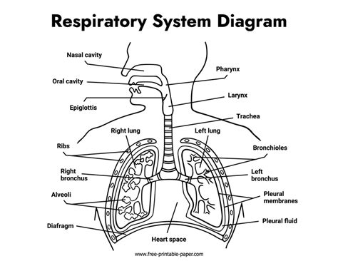 Respiratory System Printable Image