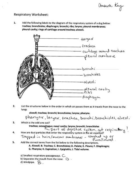 respiratory system worksheet answer key pdf