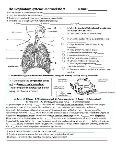 respiratory system worksheet answers pdf grade 7