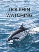 responsible dolphin watching guide