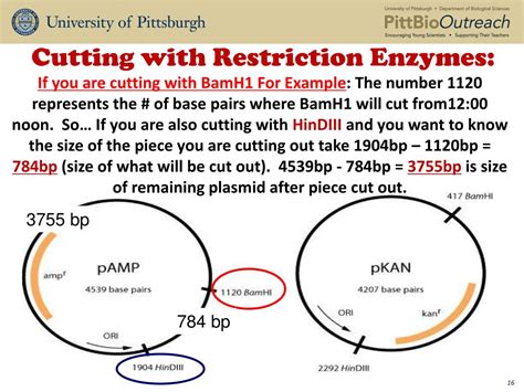 Restriction Enzymes Location