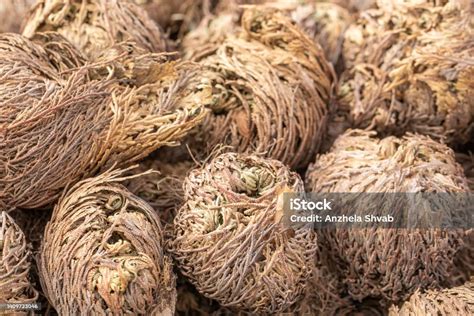 The Amazing Resurrection Plant