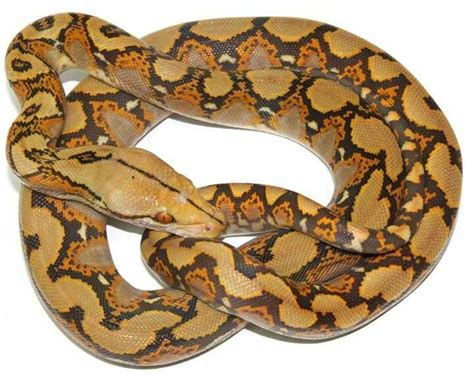 Retic X Ball Python