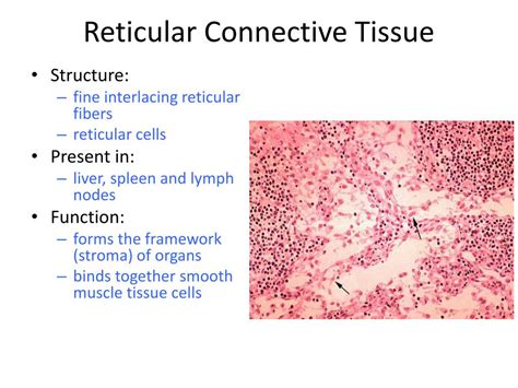 Reticular Connective Tissue Location And Function