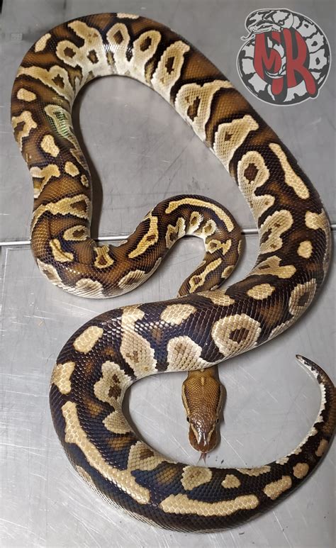 reticulated python ball python hybrid