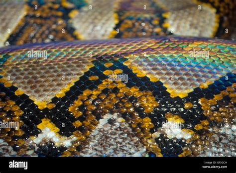 Reticulated Python Camouflaging Scales