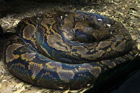 Reticulated Python Conservation