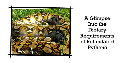 Reticulated Python Feeding Habits