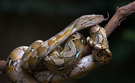 Reticulated python in Hawaii