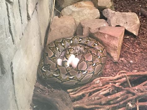 Giant snake laying eggs
