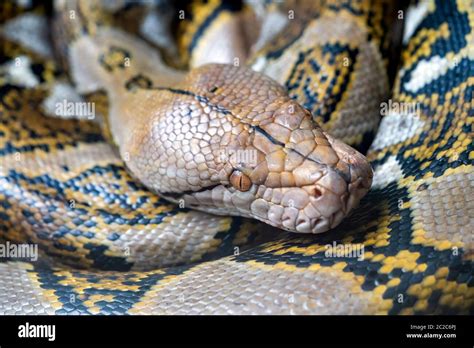 reticulated python or ball python