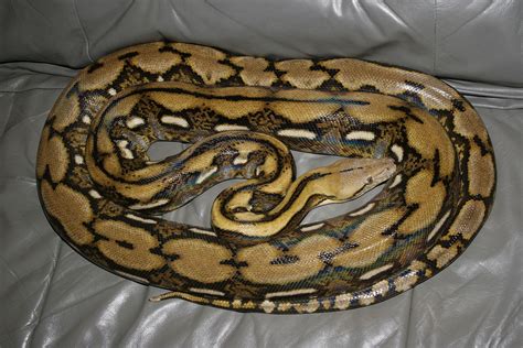 Reticulated Python Reproduction