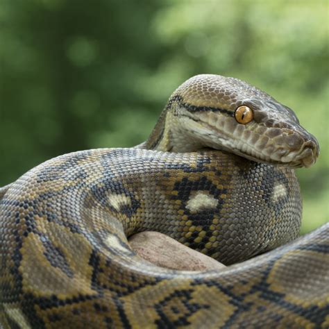 Reticulated Python Scientific Significance