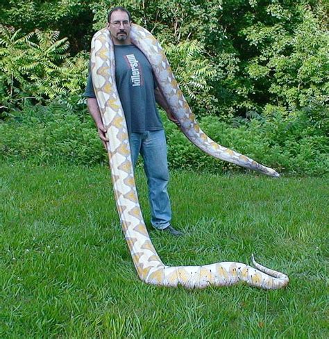 Reticulated Python Size