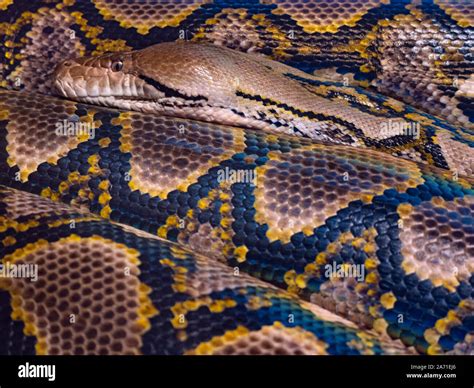 Reticulated Python Skin