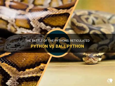 reticulated python vs ball python