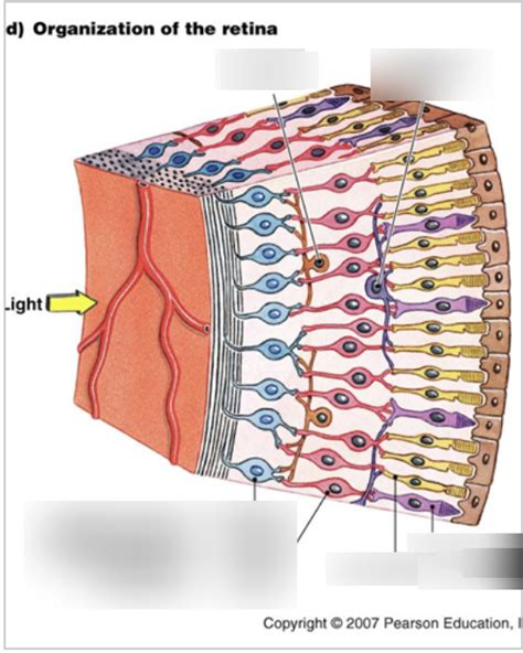 Retina Function Quizlet