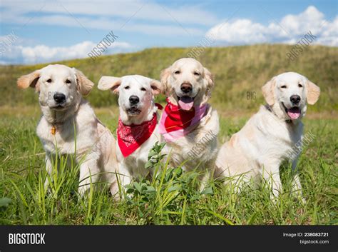 Retriever Dog Group