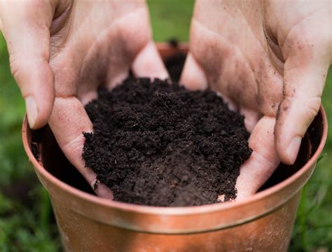 Can you Reuse Potting Soil? (Stepbystep process for recharging your