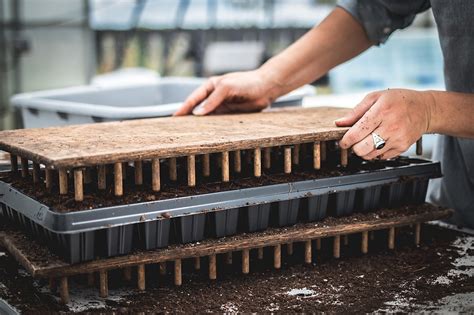 Reusing Seed Trays