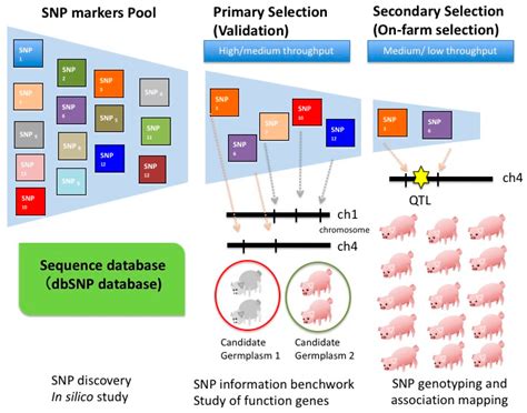 Reveal Snp Microarray