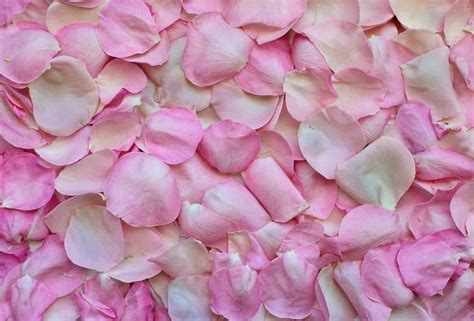 Que signifie rêver de couleur rose ? Myflamantrose My Flamant Rose
