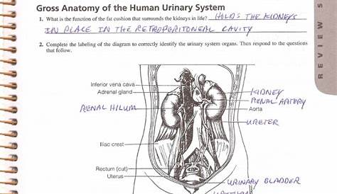 Intro to Urinary System worksheet