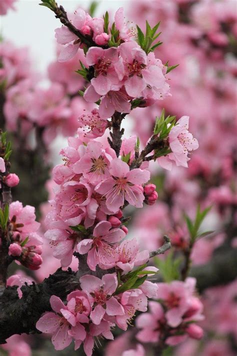 review of peach blossom spring