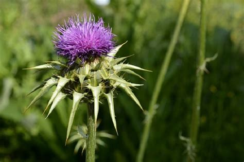 reviews on milk thistle