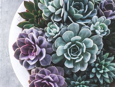 How to Revive Your Succulents The Best Ways to Revive Succulents