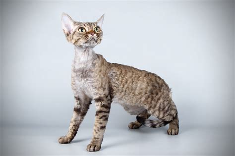 rex cat breeds