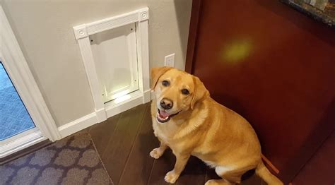Rfid Dog Door Reddit