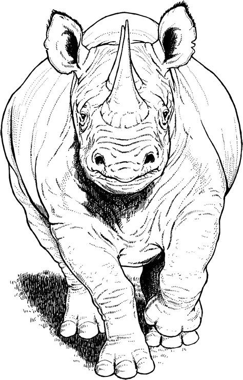 Rhino Pictures To Colour
