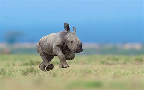 Rhino Running
