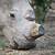 rhinos dehorned