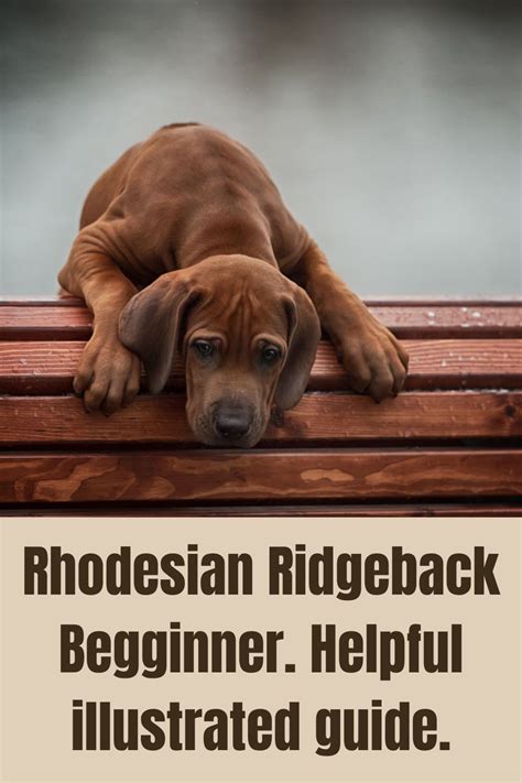 Rhodesian Ridgeback Tips