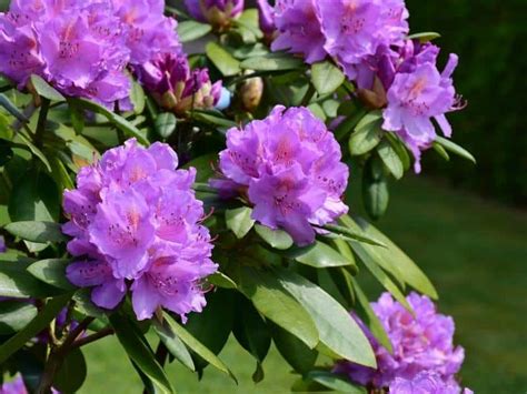 Rhododendron Garden Guide And Care Rachyl Gardening Rhododendron